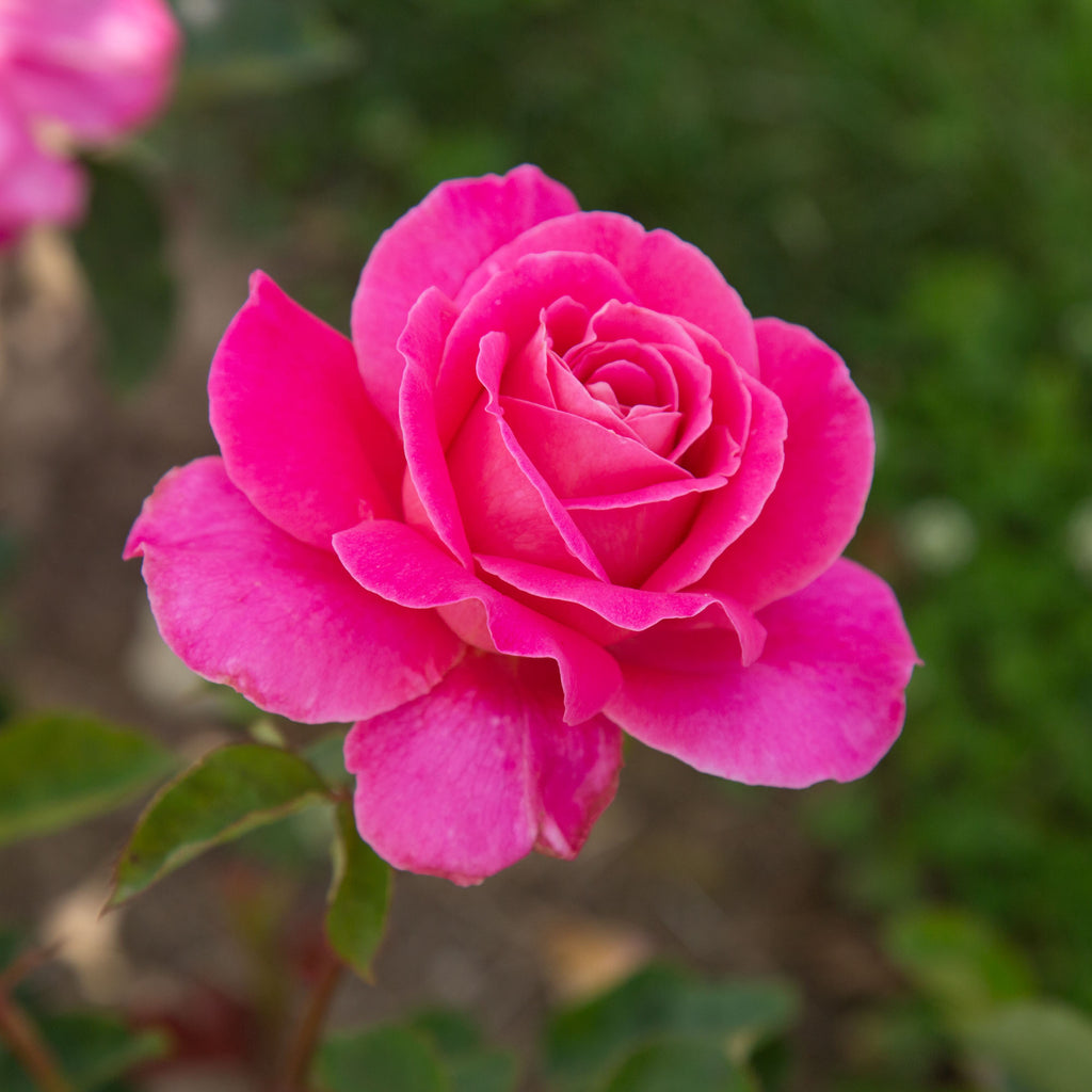 Pink Peace