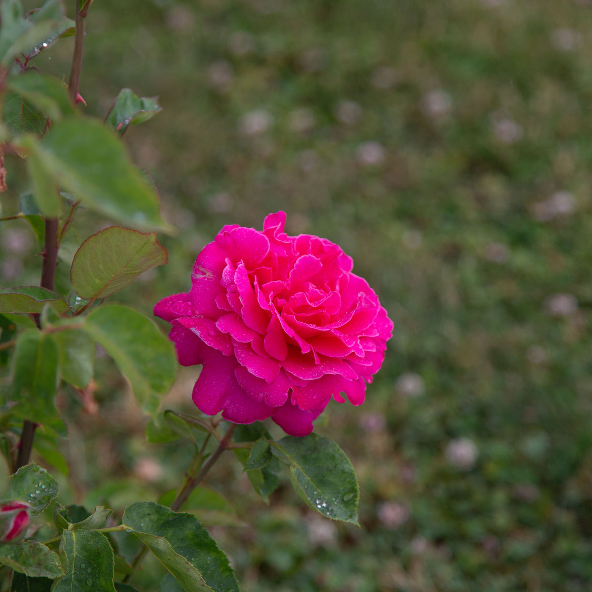 Pink Peace
