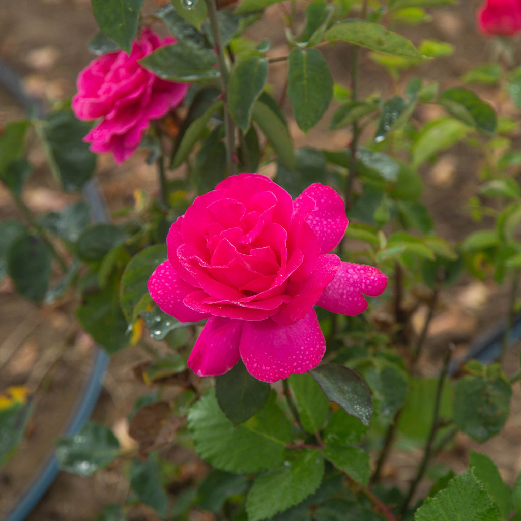 Pink Peace