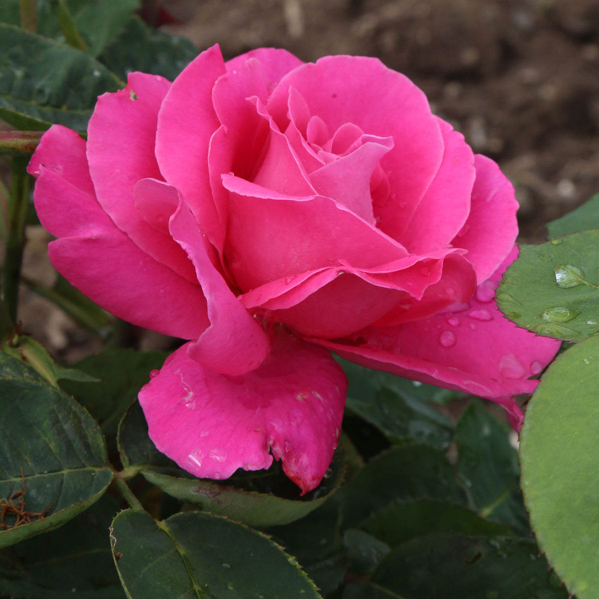 Pink Peace Pink Peace Hybrid Tea Rose | Fragrant Rose Bush – Heirloom