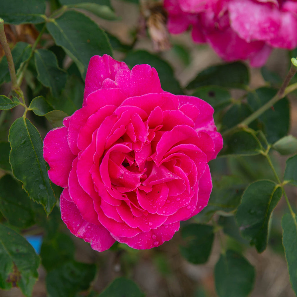 Pink Peace