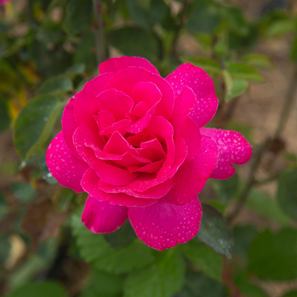 Pink Peace