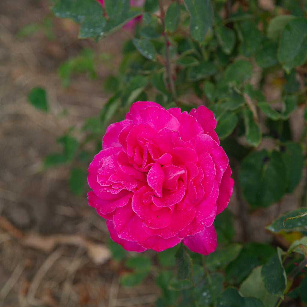 Pink Peace