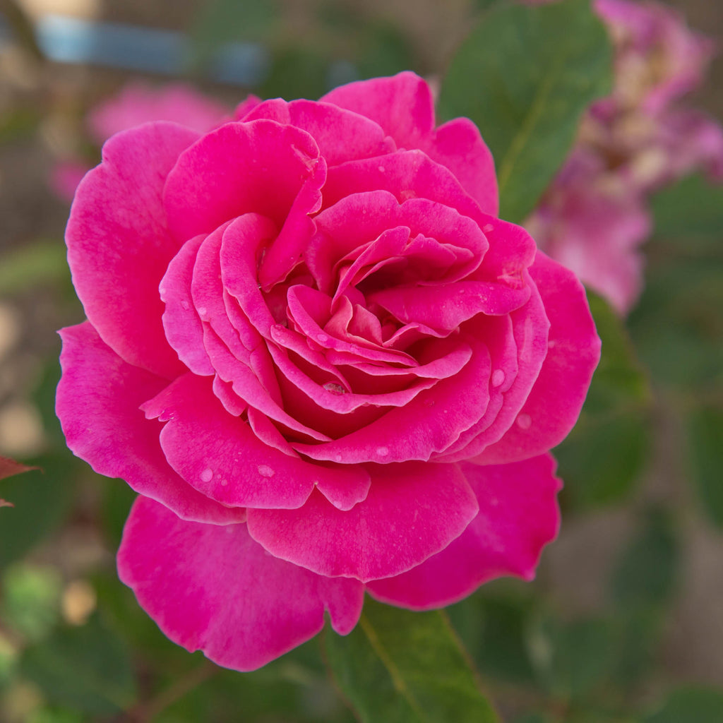 Pink Peace