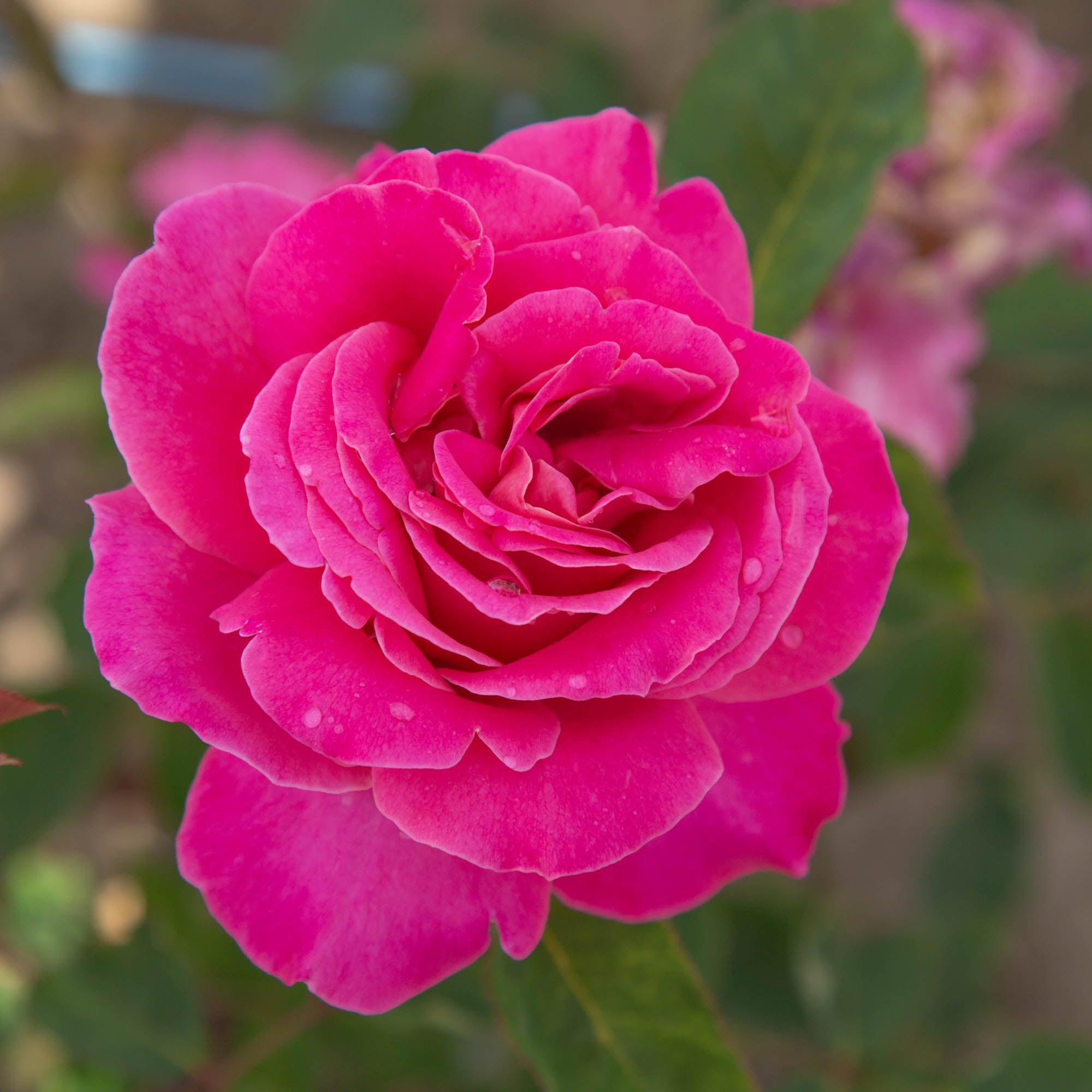Pink Peace