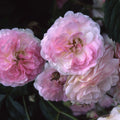 Pink Prosperity