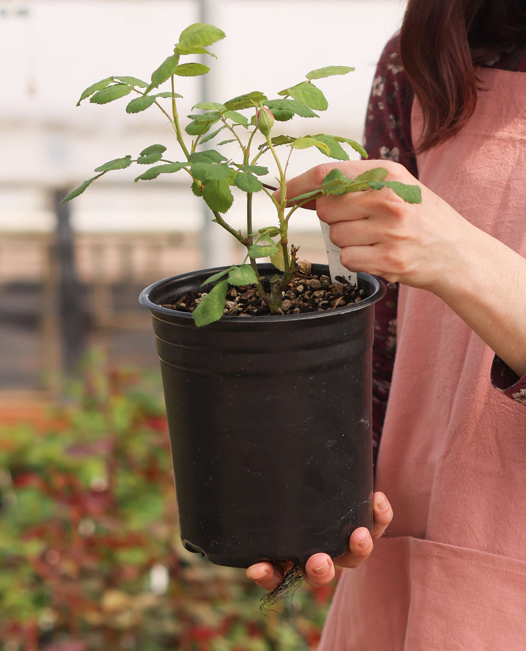 Plastic Pot