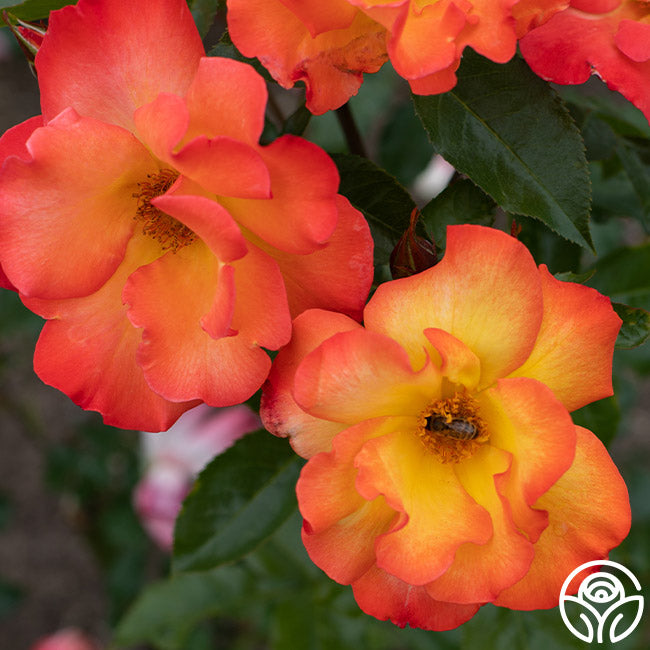 Heirloom Roses Playboy Rose - Thumbnail 2