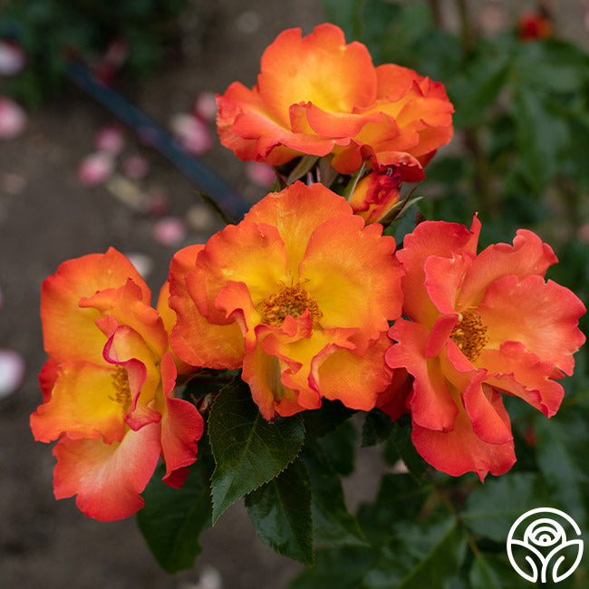 Heirloom Roses Playboy Rose