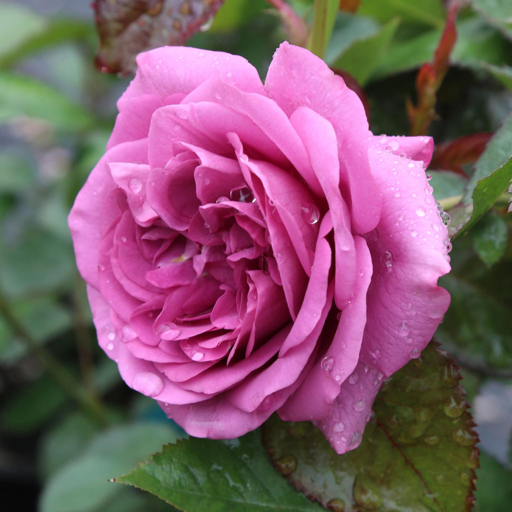 Sunbelt® Plum Perfect