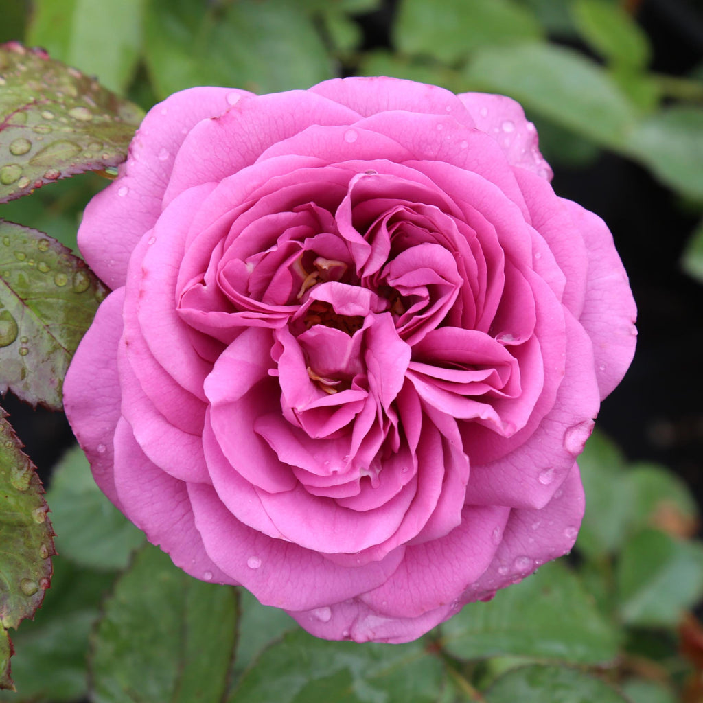 Sunbelt® Plum Perfect