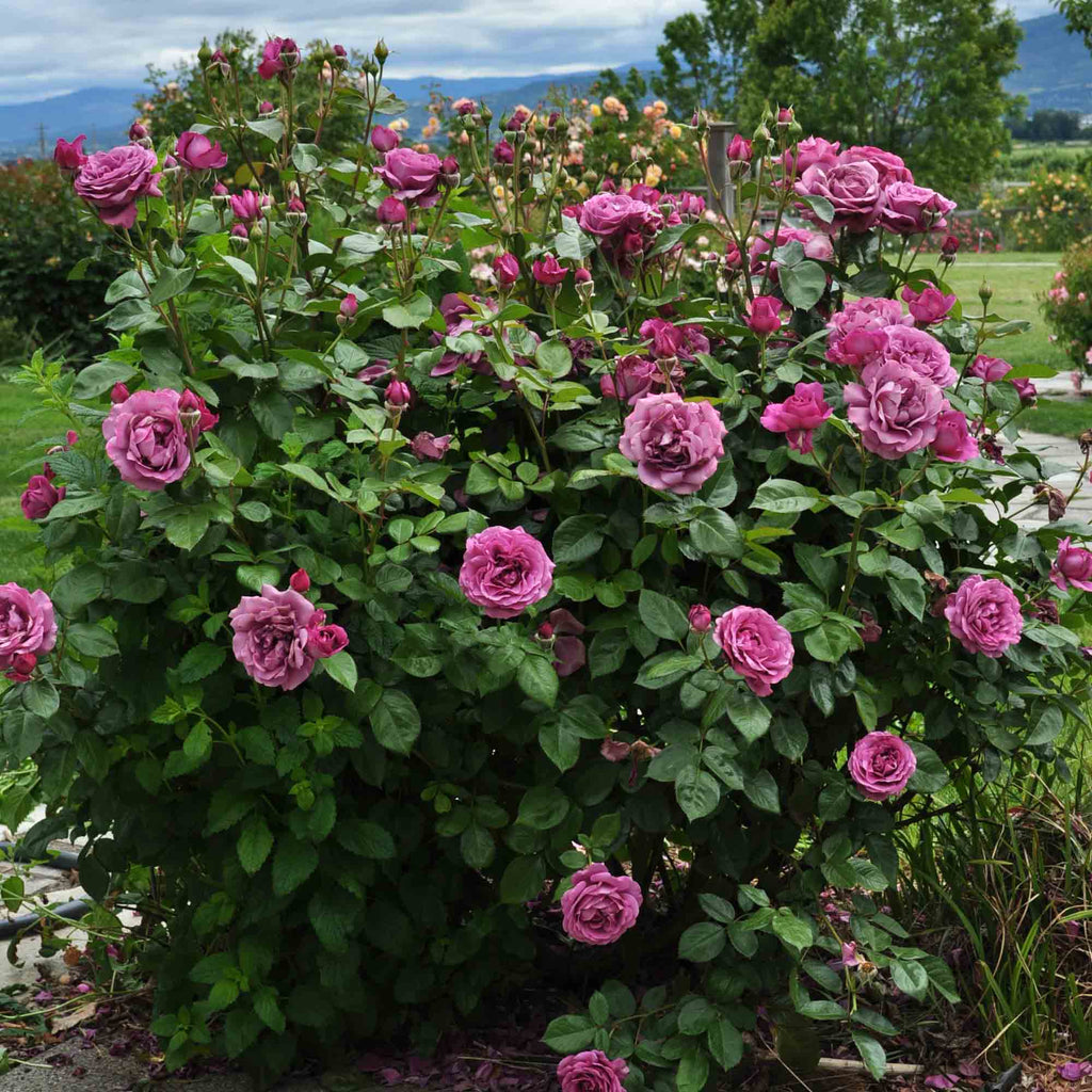 Sunbelt® Plum Perfect