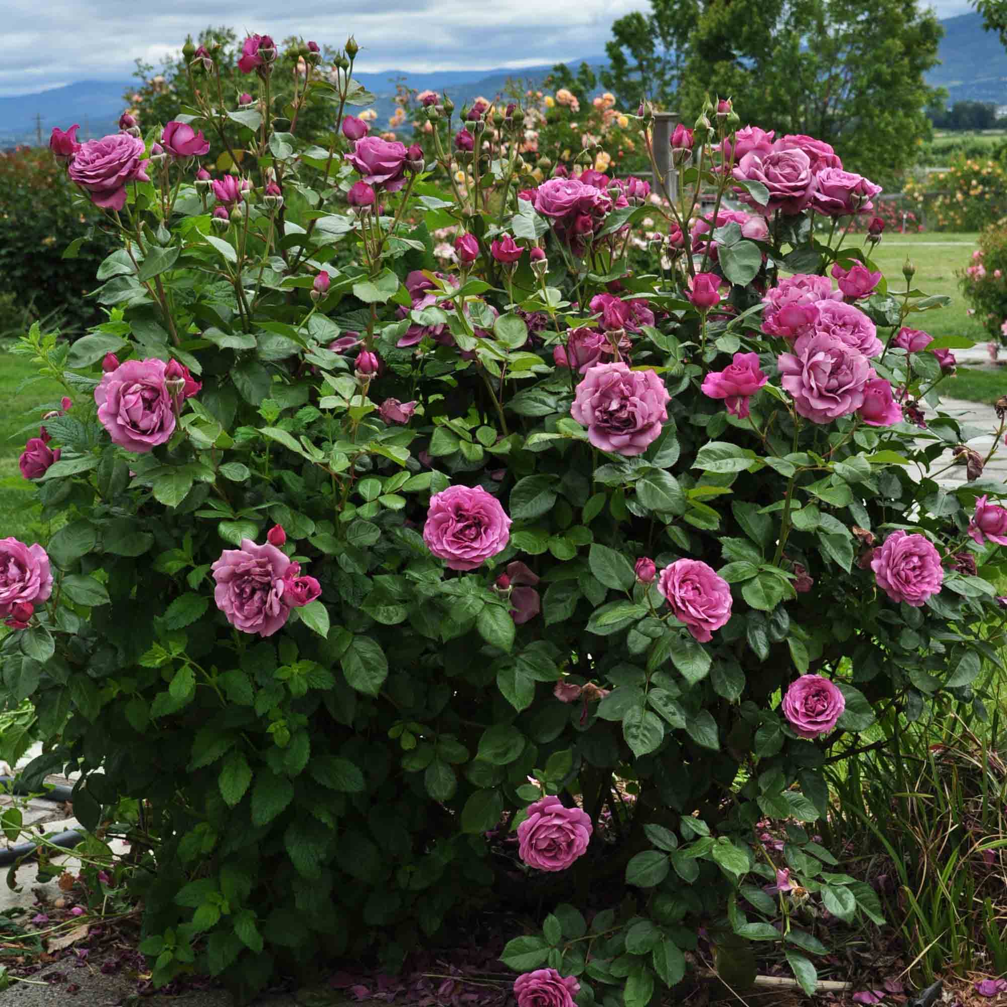 Sunbelt® Plum Perfect