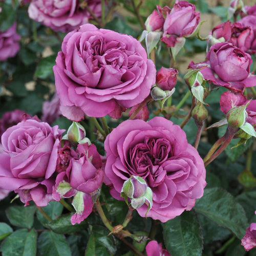 Sunbelt® Plum Perfect
