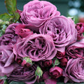 Sunbelt® Plum Perfect