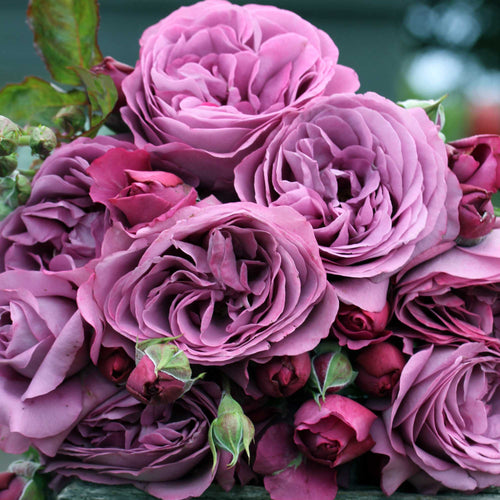 Sunbelt® Plum Perfect