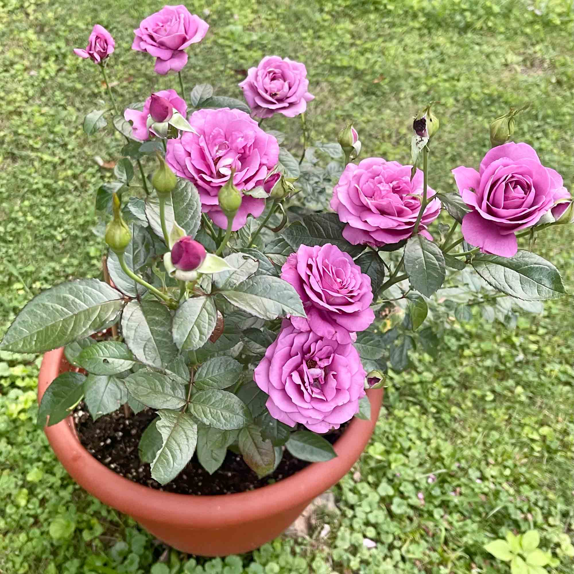 Sunbelt® Plum Perfect