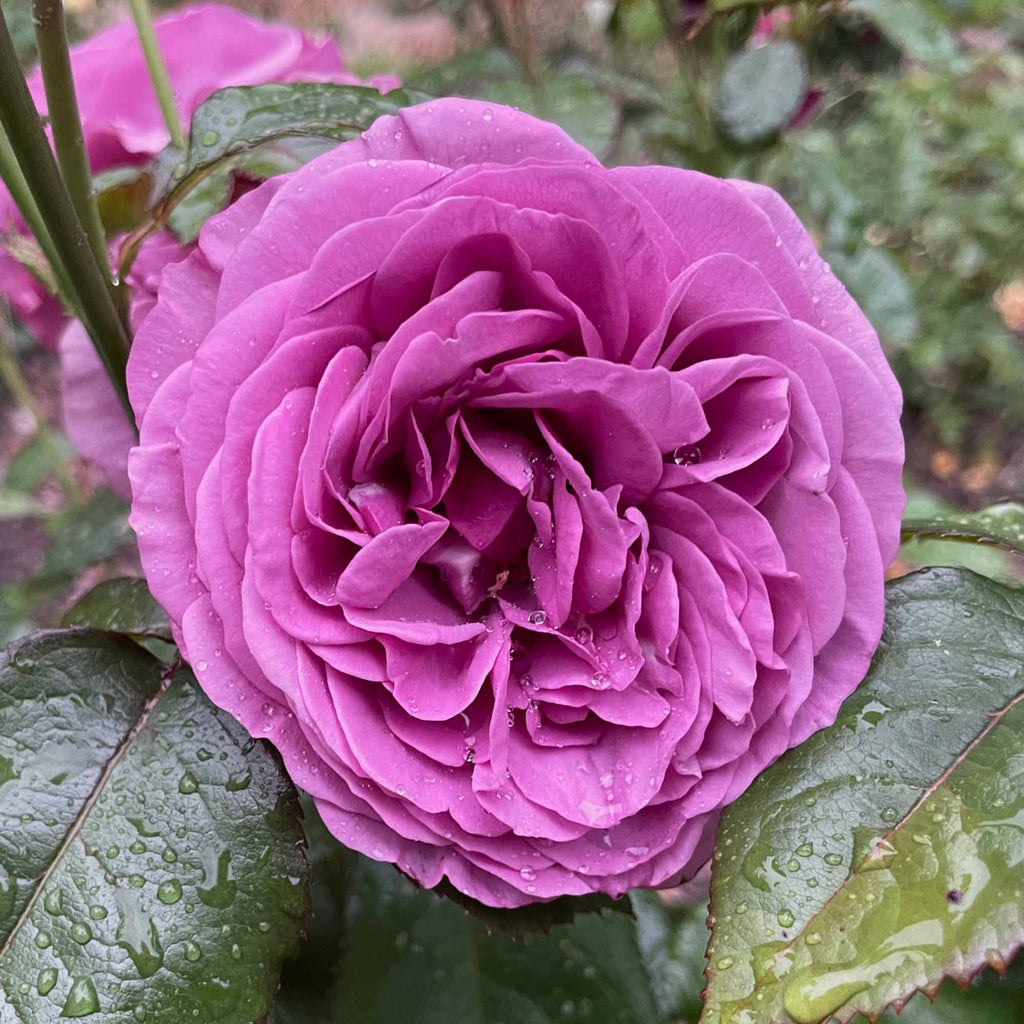 Sunbelt® Plum Perfect