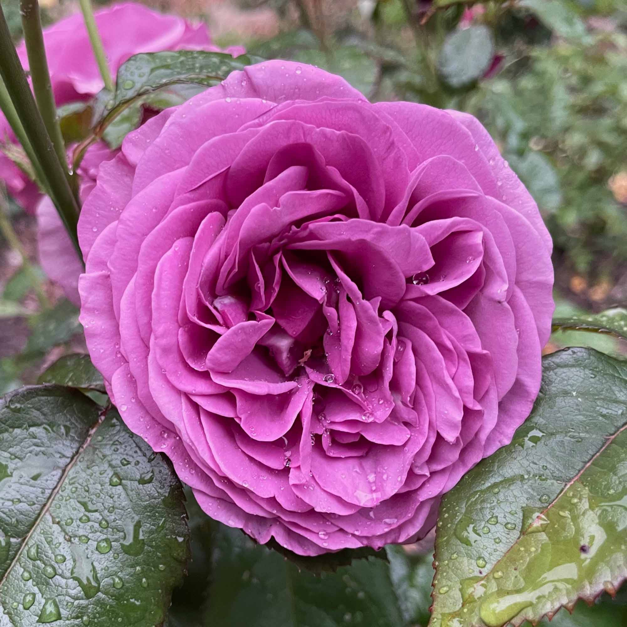 Sunbelt® Plum Perfect