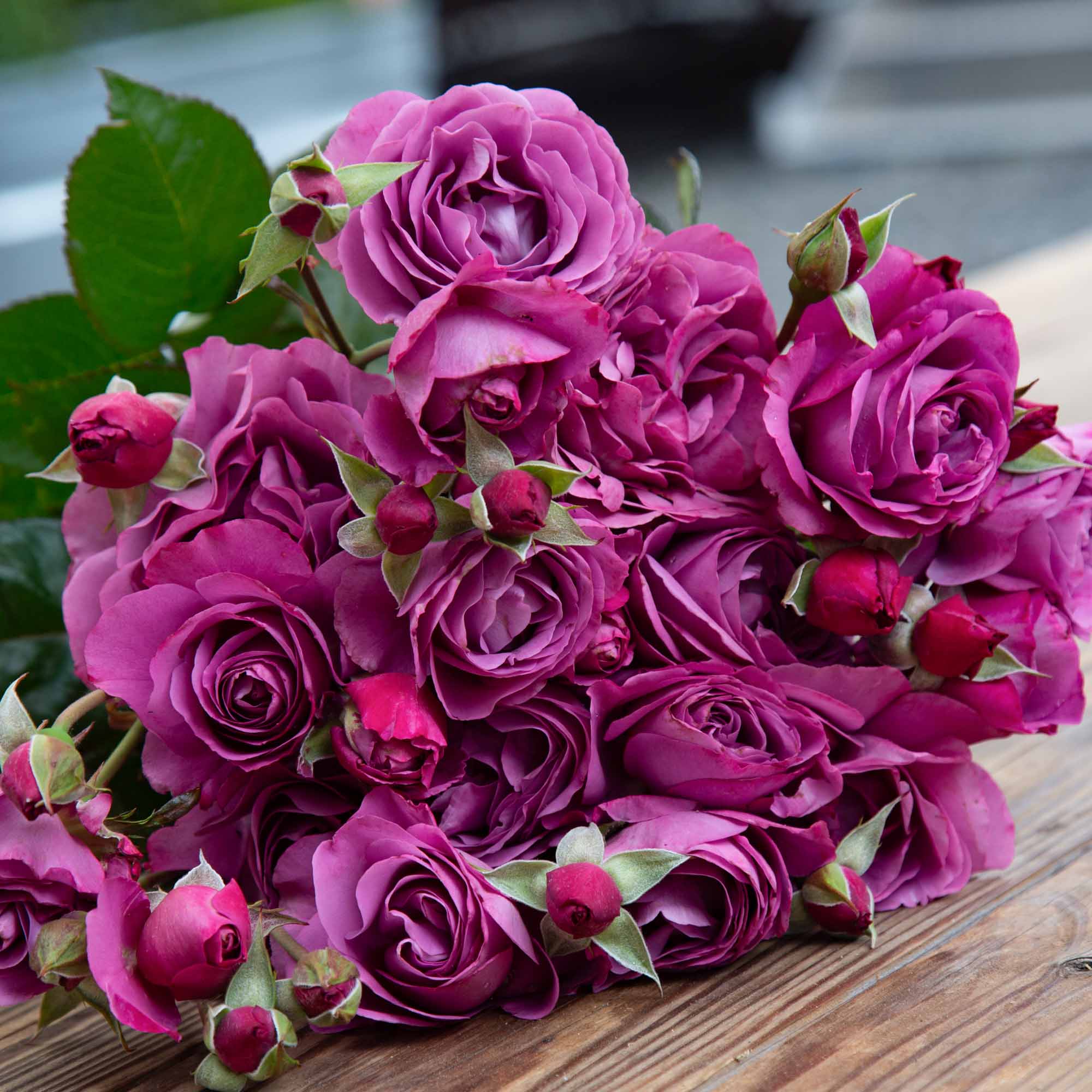 Sunbelt® Plum Perfect