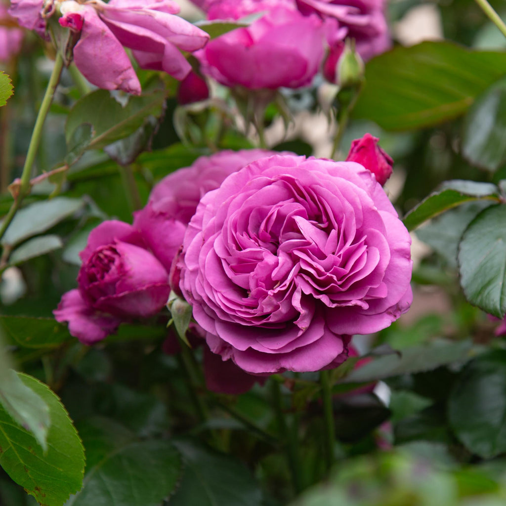 Sunbelt® Plum Perfect