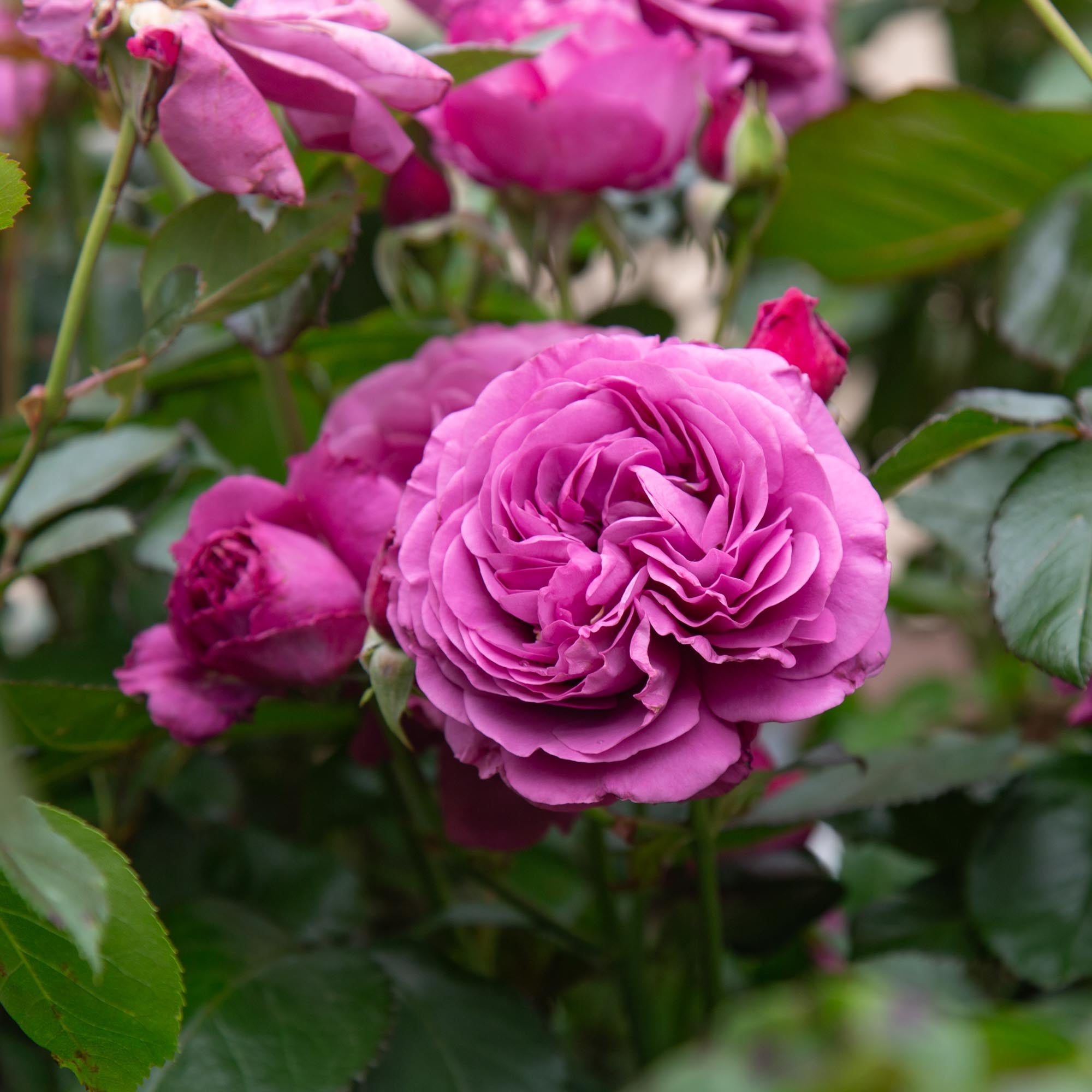 Sunbelt® Plum Perfect