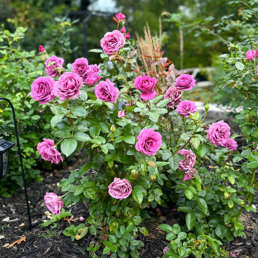 Sunbelt® Plum Perfect
