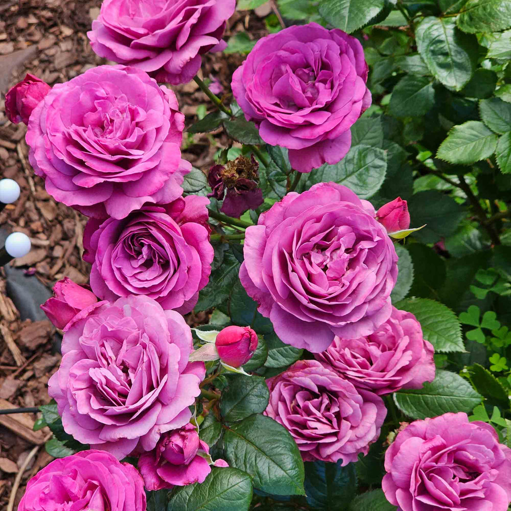 Sunbelt® Plum Perfect