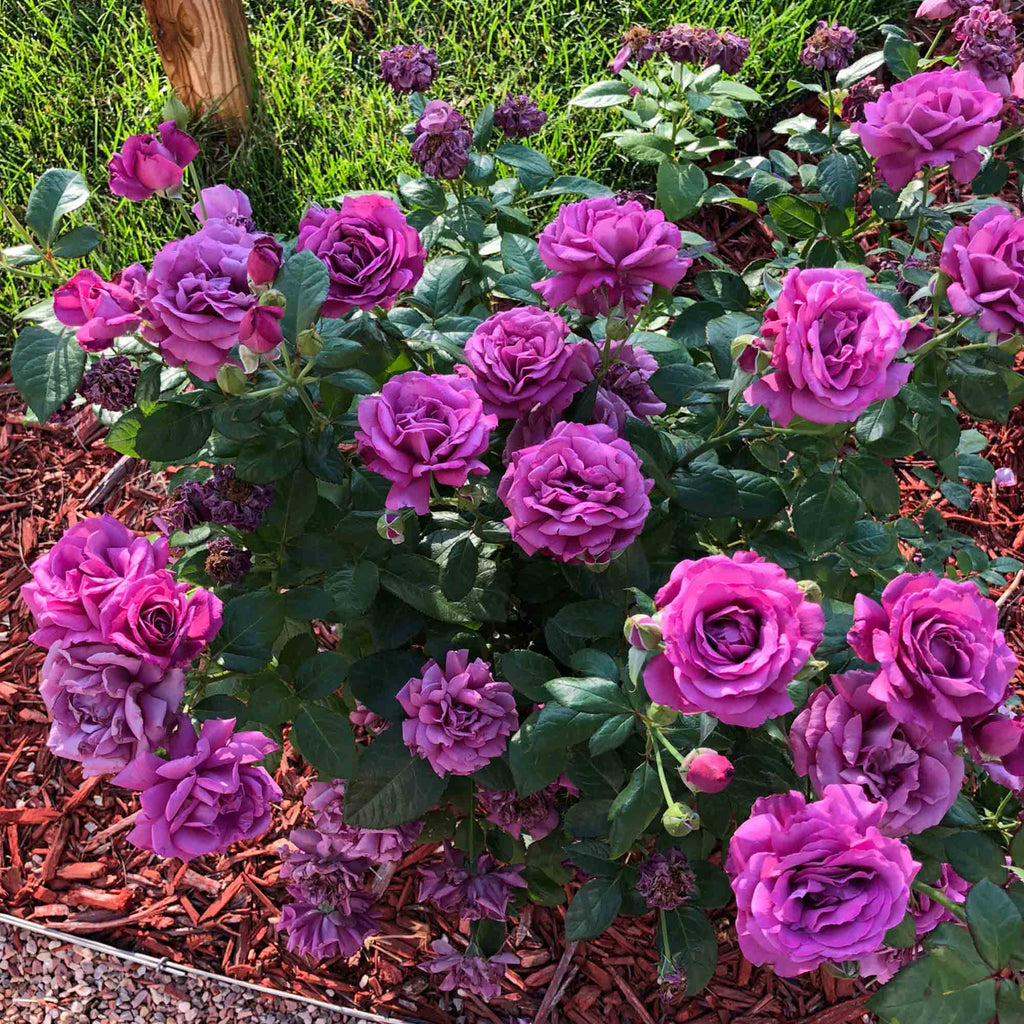 Sunbelt® Plum Perfect