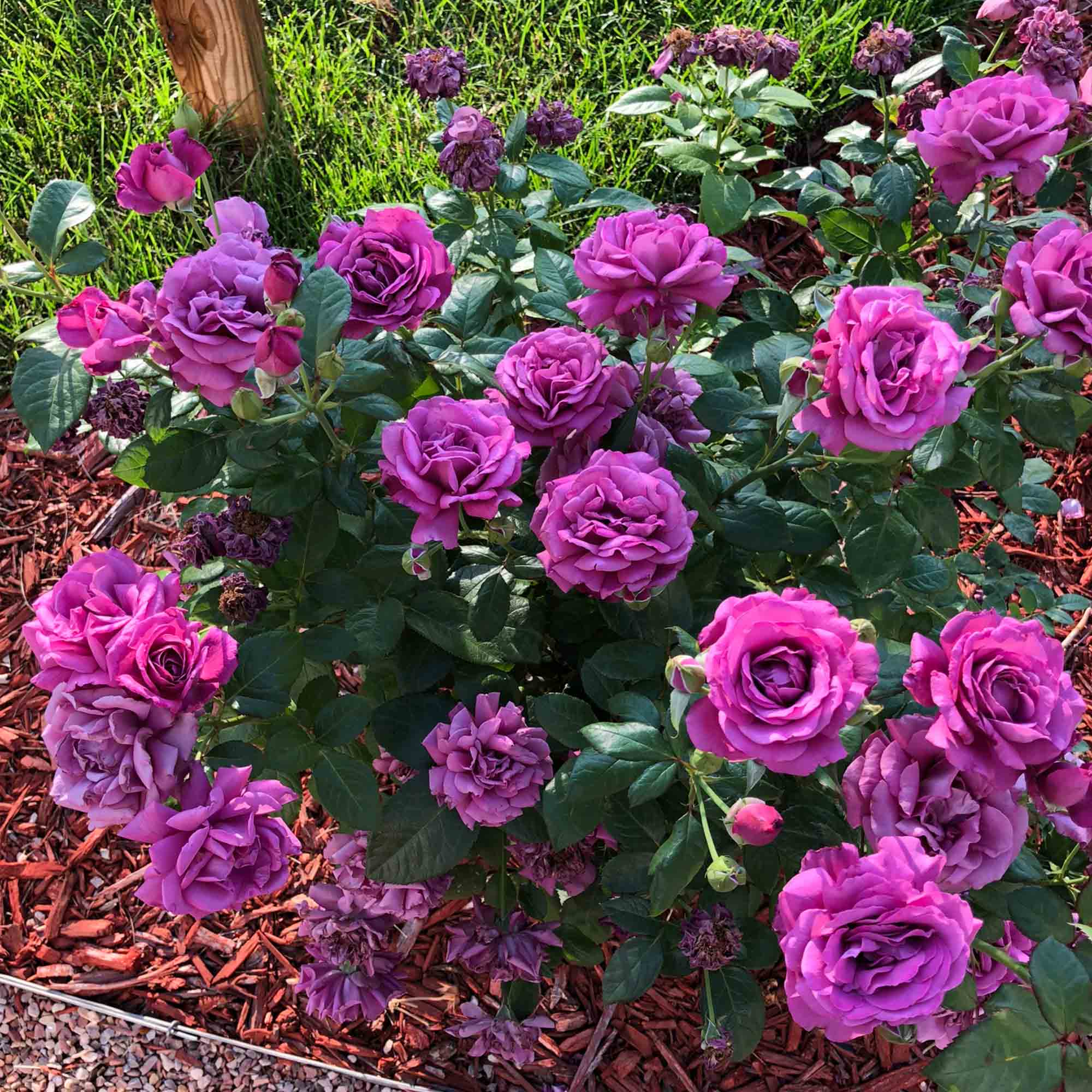 Sunbelt® Plum Perfect