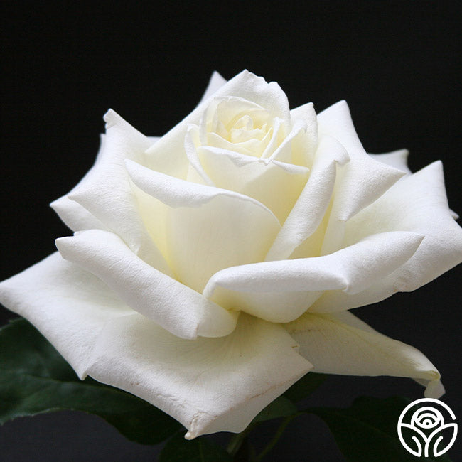 Heirloom Roses Polar Star - Thumbnail 2