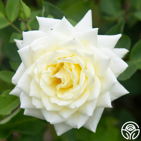 A one エコロースター CL-Aone(R) ホワイト ラベルシール［プリンタ兼用］ | ラベル・シールのエーワン