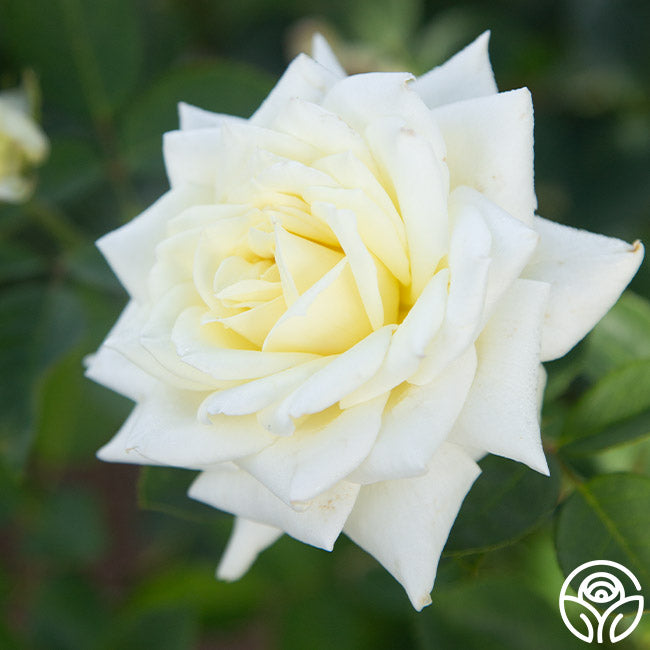 Heirloom Roses Polar Star - Thumbnail 3