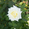Polar Star®