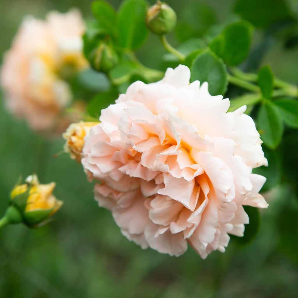 Polka®