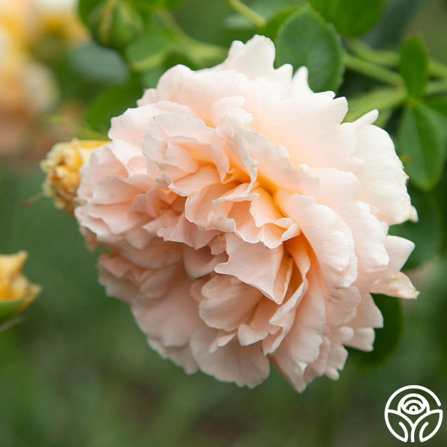 Heirloom Roses Polka Climbing Rose