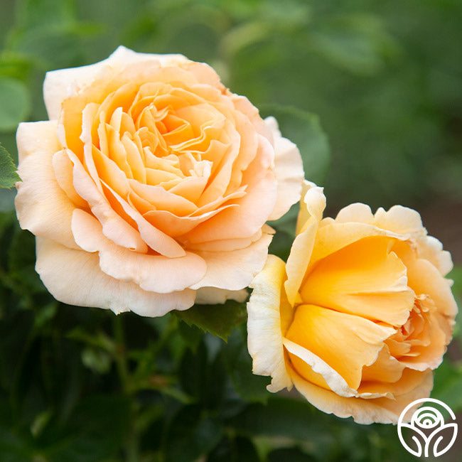 Heirloom Roses Polka Climbing Rose - Thumbnail 2