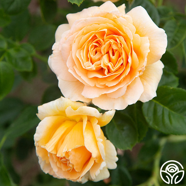Heirloom Roses Polka - Thumbnail 2