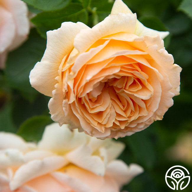Heirloom Roses Polka - Thumbnail 3