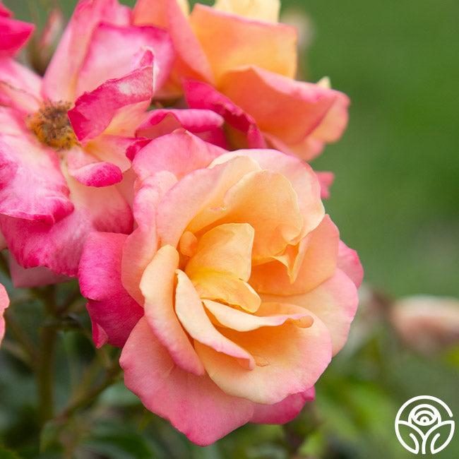 Polynesian Punch Rose - Floribunda - Moderately Fragrant – Heirloom Roses