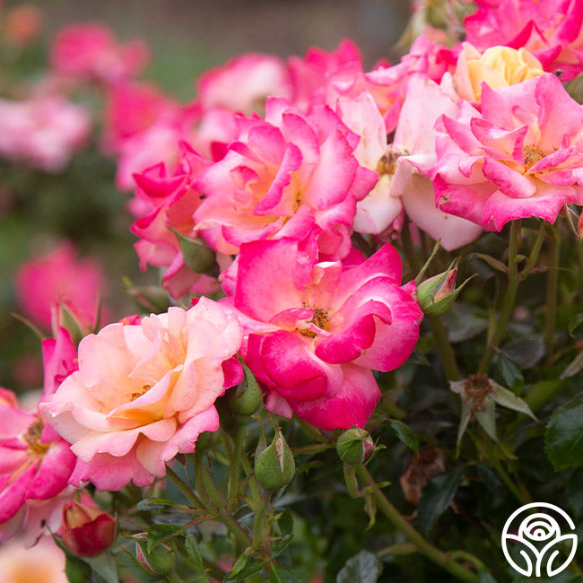 Polynesian Punch Rose - Floribunda - Moderately Fragrant – Heirloom Roses