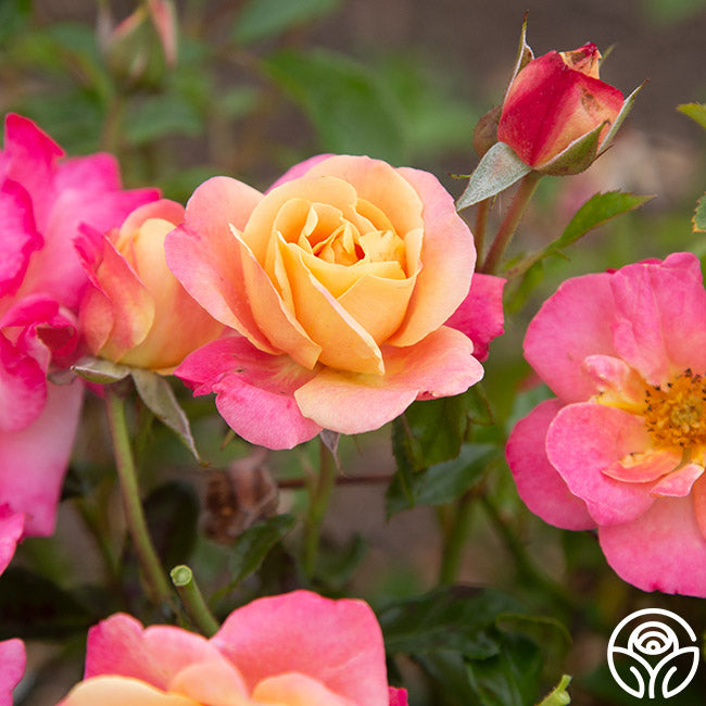 Polynesian Punch Floribunda Rose | Colorful Rose Plant – Heirloom