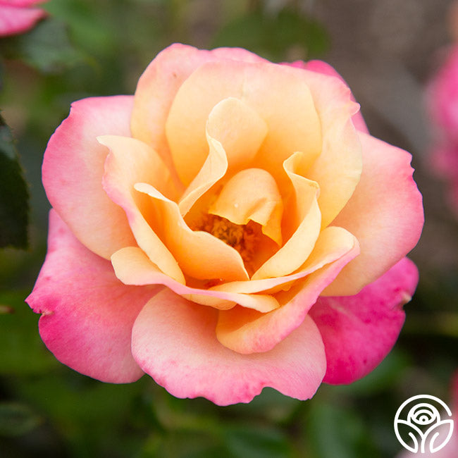 Polynesian Punch Rose - Floribunda - Moderately Fragrant – Heirloom Roses