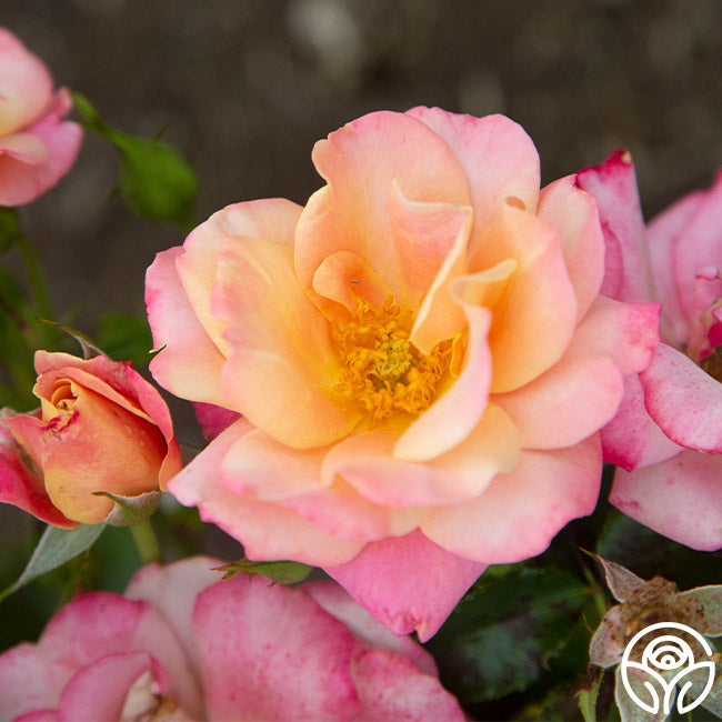 Polynesian Punch Rose - Floribunda - Moderately Fragrant – Heirloom Roses