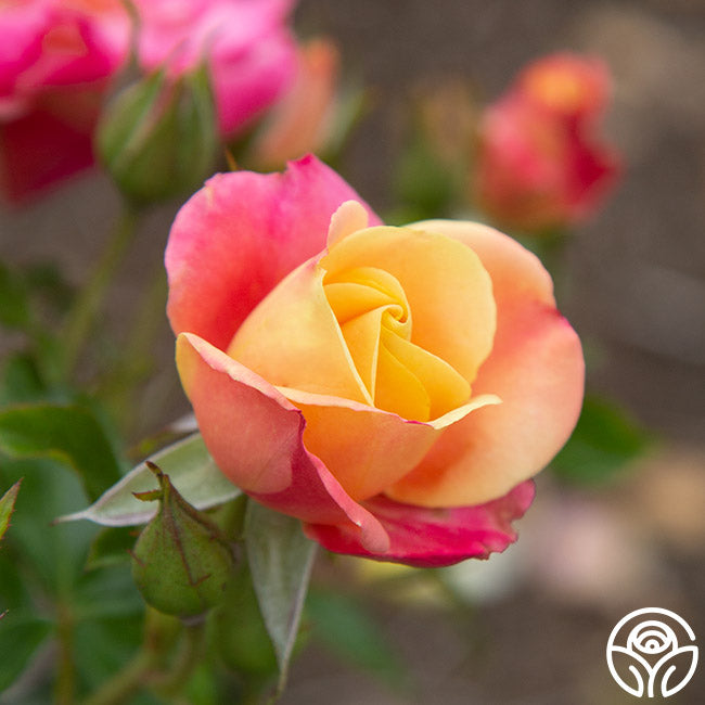 Polynesian Punch Rose - Floribunda - Moderately Fragrant – Heirloom Roses