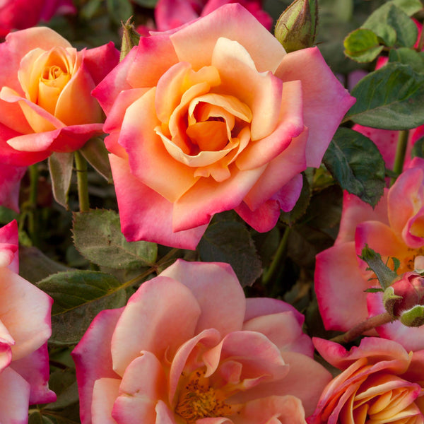 Polynesian Punch Floribunda Rose | Colorful Rose Plant – Heirloom