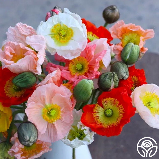 Poppy Colibri Mix