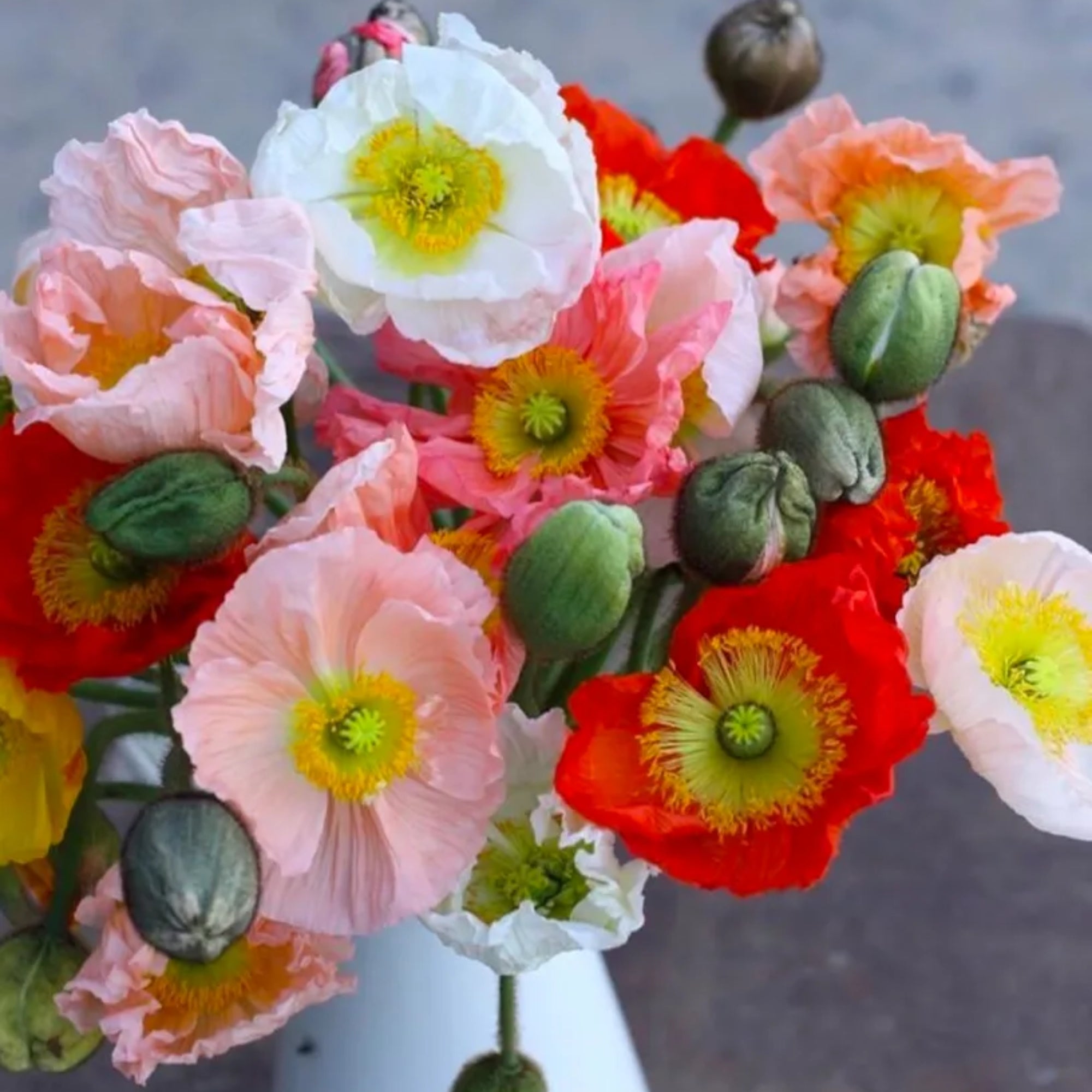 Poppy Colibri Mix