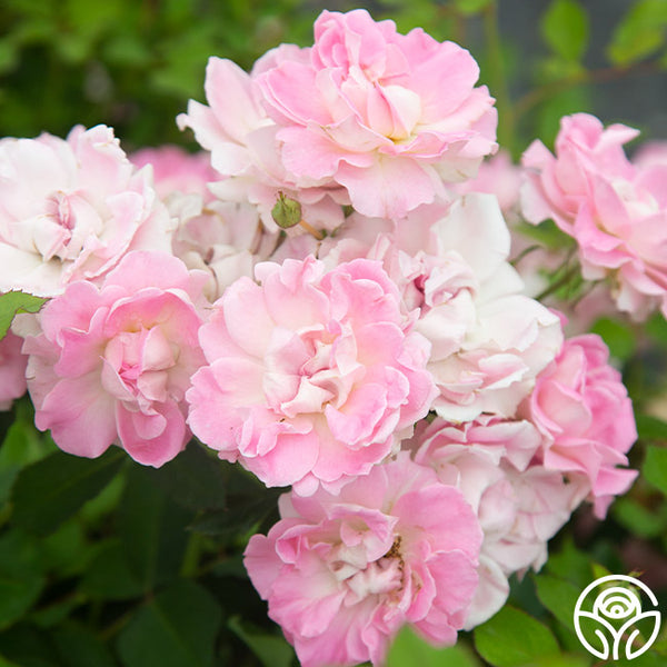 Porcelain Rose Shrub Rose | Thornless Rose Plant – Heirloom Roses