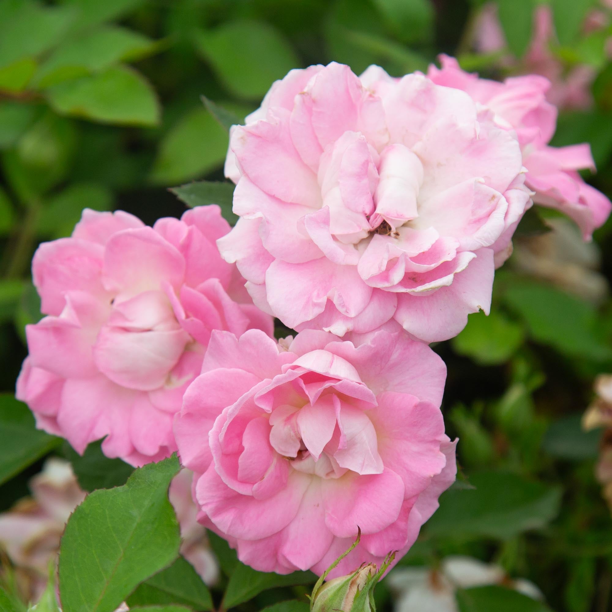 Porcelain Rose Shrub Rose | Thornless Rose Plant – Heirloom